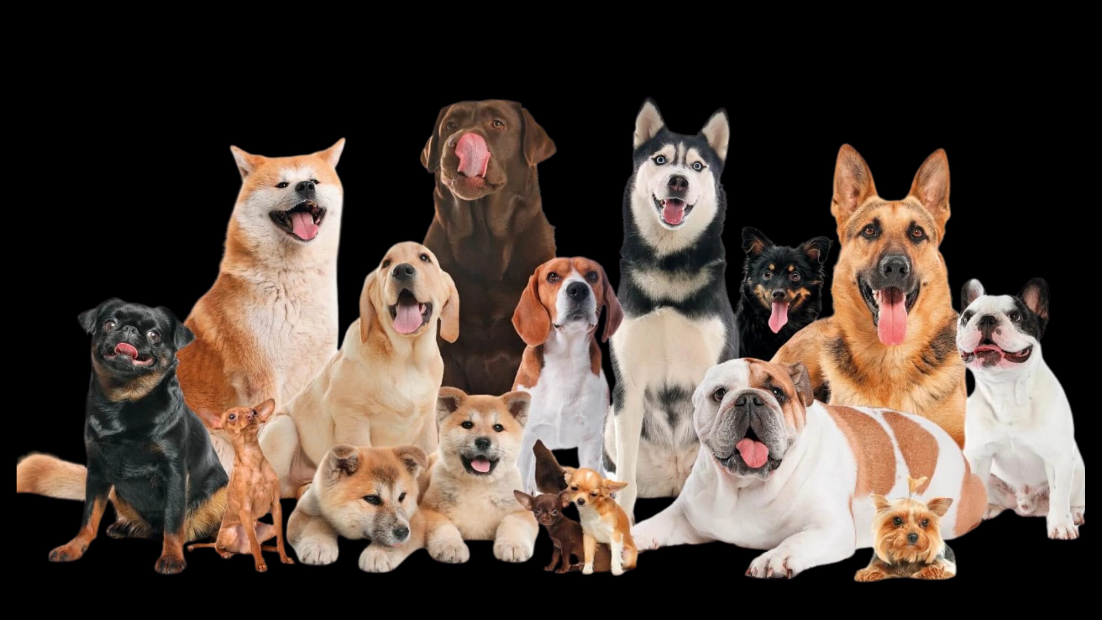 ByteChat - Cuidado canino