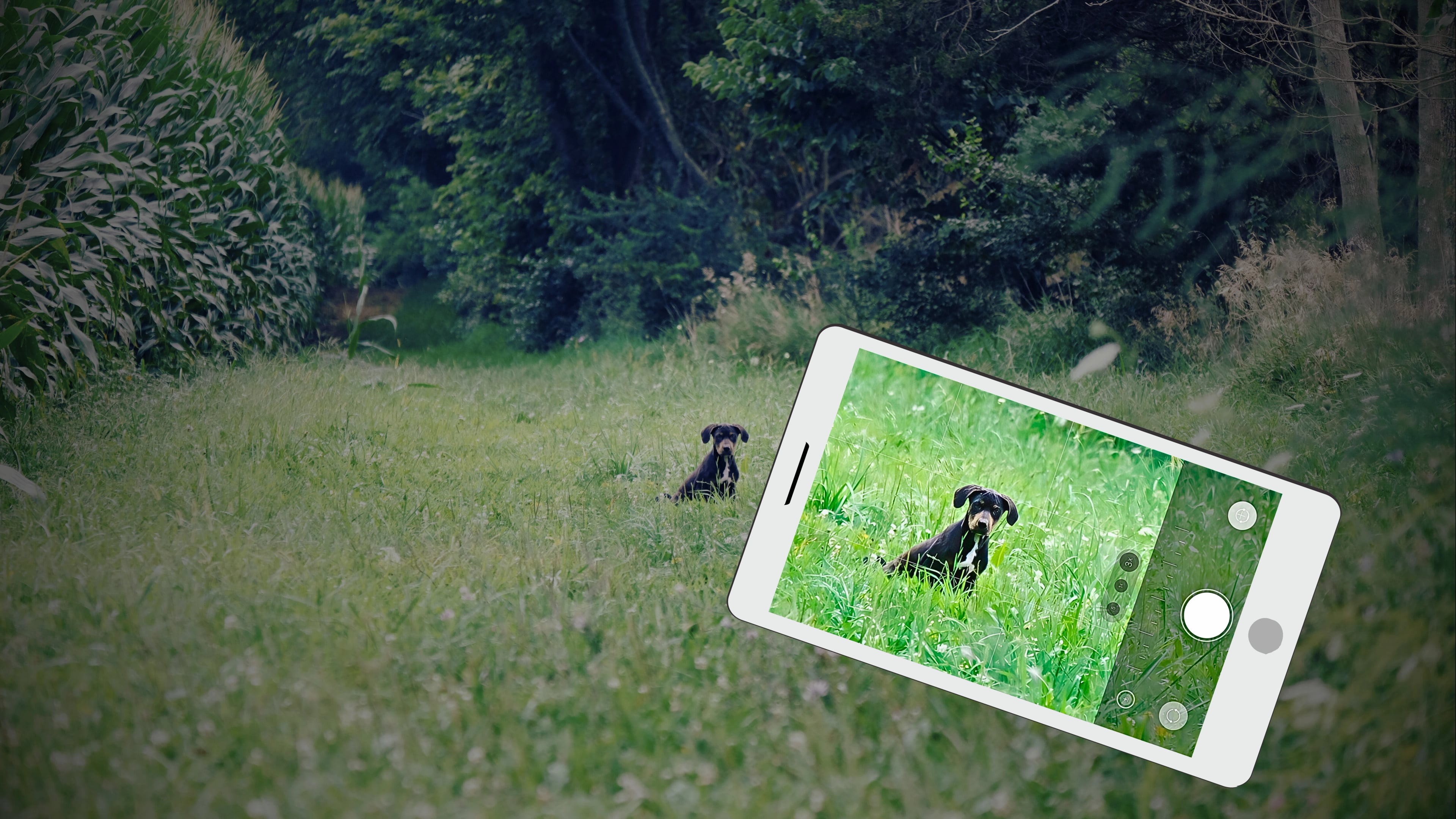 Identificador de razas